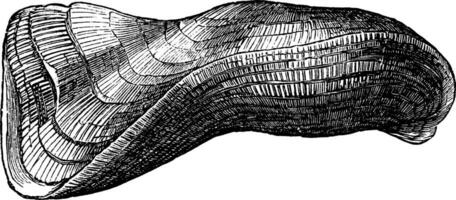 arca tortuosa, wijnoogst illustratie. vector