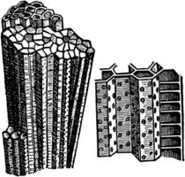 verbinding koraal, wijnoogst illustratie. vector