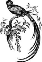 quezal vogel, wijnoogst illustratie. vector