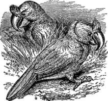 kuif- papegaai van mauitius, wijnoogst illustratie. vector