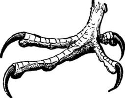 voet van wit kop adelaar, wijnoogst illustratie. vector
