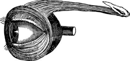 spieren van ooglid, wijnoogst illustratie. vector