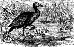 hyacinthine gallinule, wijnoogst illustratie. vector