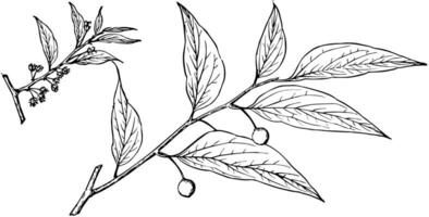 Afdeling van celtis mississippiensis wijnoogst illustratie. vector