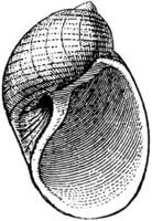 naticoïde, wijnoogst illustratie. vector