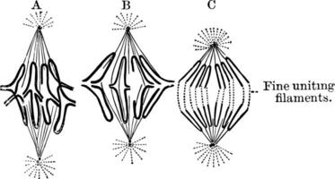 metakinese, wijnoogst illustratie vector