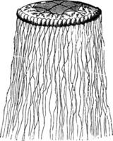 cuvieria carisochroma, wijnoogst illustratie. vector