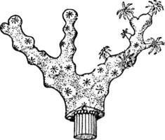 korallium rubrum, wijnoogst illustratie. vector