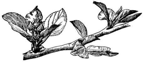 bloem en blad TROS van appel wijnoogst illustratie. vector