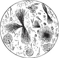 leucine ballen, tyrosine schoven, wijnoogst gravure. vector