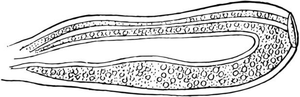 atorybia gonofor, wijnoogst illustratie. vector