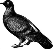 blauw rots duif, wijnoogst illustratie. vector