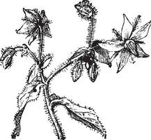 borage of sterrenbloem, wijnoogst gravure. vector