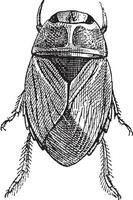 sluipen water kever of naucoridae, wijnoogst gravure vector