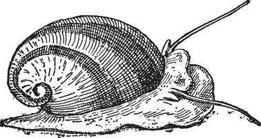 nerite of neritidae, wijnoogst gravure vector