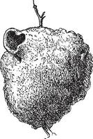 nest van de blauw mees, cyanisten caeruleus of parus caeruleus, wijnoogst gravure vector