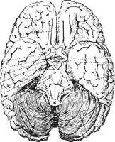 cerebellum, wijnoogst gravure. vector