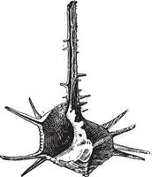 gehoornd tulband of turbo hoorn, wijnoogst gravure vector