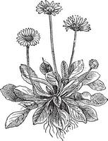 gemeenschappelijk madeliefje of bellis perennis, wijnoogst gravure vector