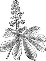 Indisch kastanje of aesculus sp., wijnoogst gravure vector