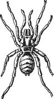 tarantula of theraphosidae, wijnoogst gravure vector