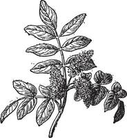 mastiek of pistacia lentiscus, wijnoogst gravure vector