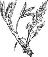 pistache of pistacia vera, wijnoogst gravure. vector