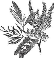 logwood of hematoxylum campechianum, wijnoogst gravure vector