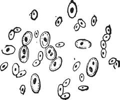 brouwer gist of saccharomyces cerevisiae, wijnoogst gravure vector