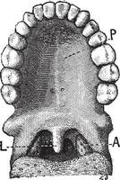 de palatine huig of huig, wijnoogst gravure. vector