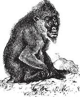 mandril of mandril mandrillus sfinx, wijnoogst gravure vector