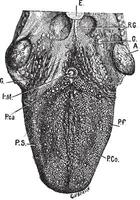 anatomie van tong, wijnoogst gravure. vector