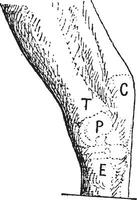 spronggewricht of gokker, links van de paard, wijnoogst gravure. vector