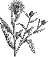 knoopkruid of centaurea, wijnoogst gravure. vector