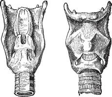 stem doos of strottenhoofd, wijnoogst gravure vector