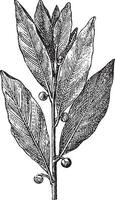 baai laurier of laurus nobilis, wijnoogst gravure vector