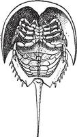 hoefijzer krab of limulidae, wijnoogst gravure vector