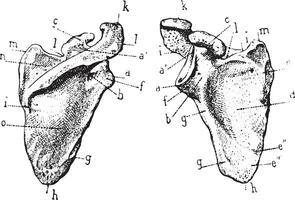 schouderblad of schouder blad, wijnoogst gravure. vector