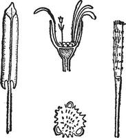 klein hoefblad of tussilago farfara, wijnoogst gravure vector