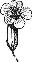 paulownia bloem, wijnoogst gravure. vector