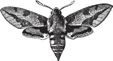 fig 23. deilephila, wijnoogst gravure. vector