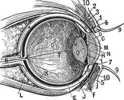 intern onderdelen van de menselijk oog, wijnoogst gravure vector