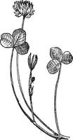 trifolium repens of wit Klaver, wijnoogst gravure. vector
