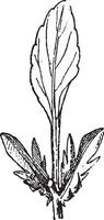 stipule, wijnoogst gravure. vector