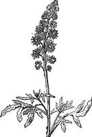 reseda of reseda, wijnoogst gravure. vector