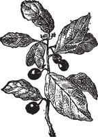 rhamnus of wegedoorn, wijnoogst gravure. vector