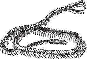 reptiel, ratelslang skelet, wijnoogst gravure. vector