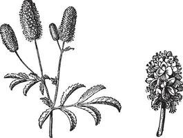 Burnet takje, Burnet bloem, wijnoogst gravure. vector