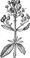 vijgenkruid of scrophularia, wijnoogst gravure. vector