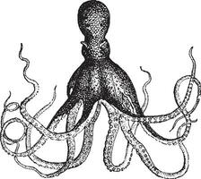 Octopus, wijnoogst gravure. vector